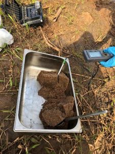 Medição in situ sedimentos